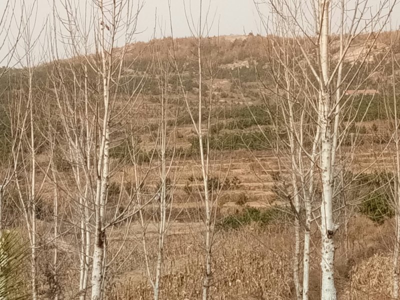 荒山