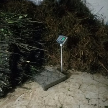 纯中花基地移栽中吴茱萸苗