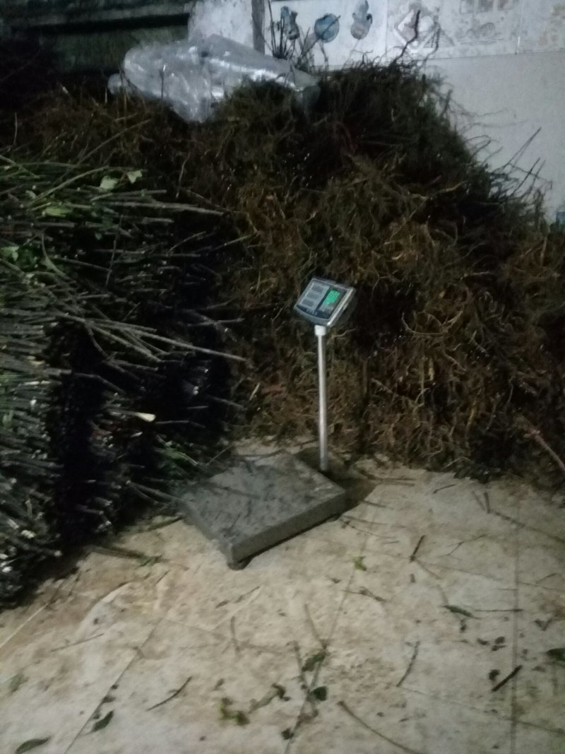 纯中花基地移栽中吴茱萸苗