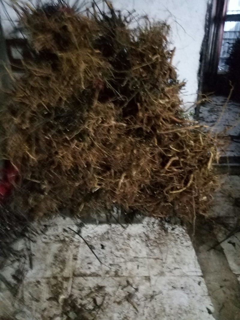 纯中花基地移栽中吴茱萸苗