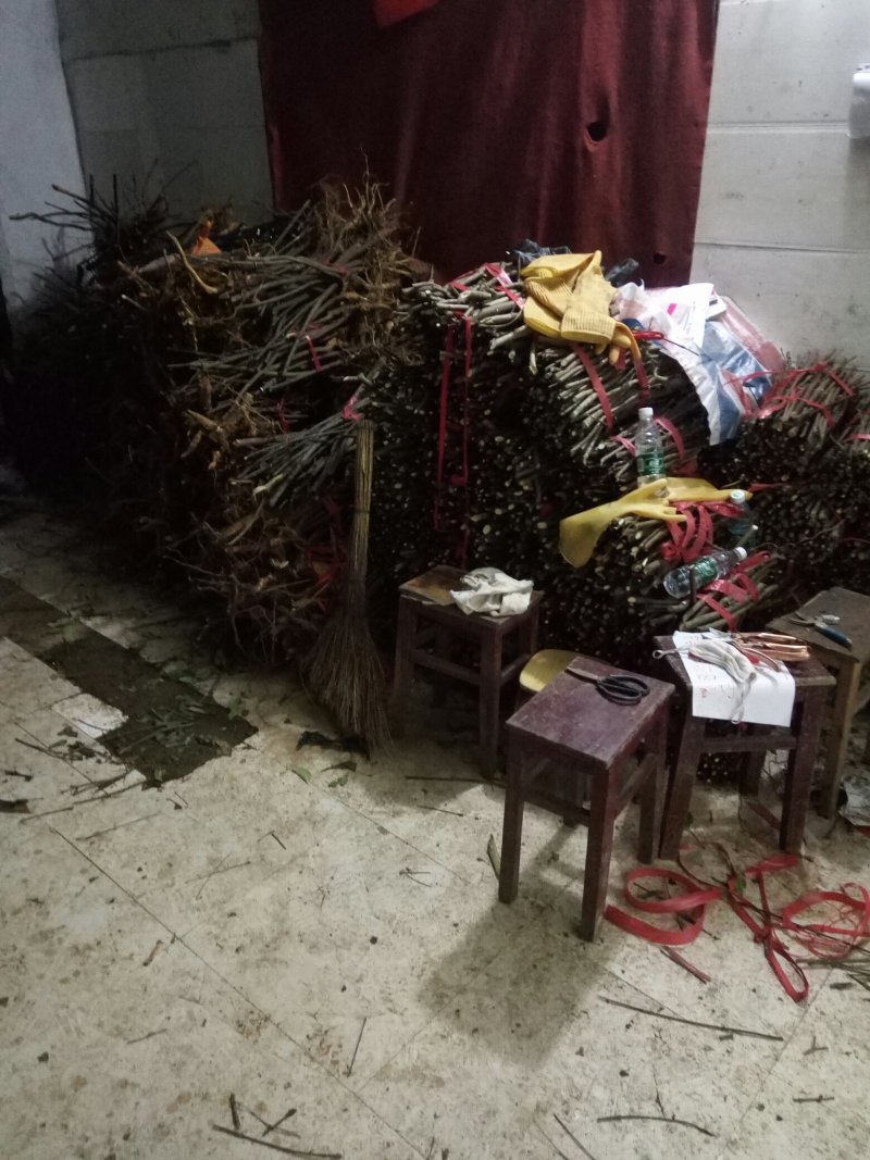 纯中花基地移栽中吴茱萸苗