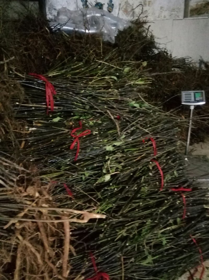 纯中花基地移栽中吴茱萸苗