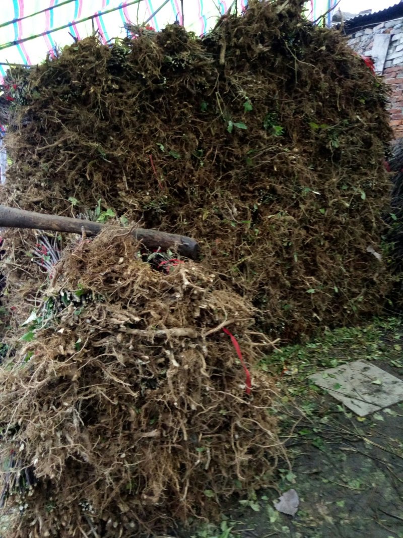 纯中花基地移栽中吴茱萸苗