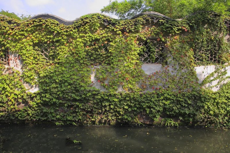 爬山虎种子