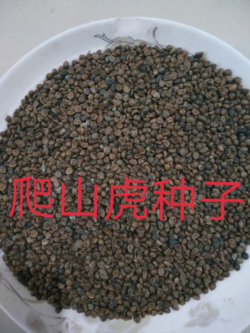 爬山虎种子