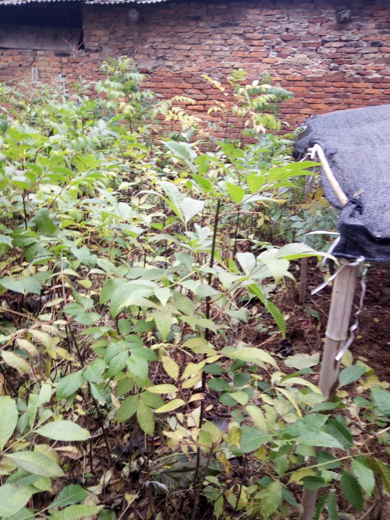纯中花基地移栽中吴茱萸苗