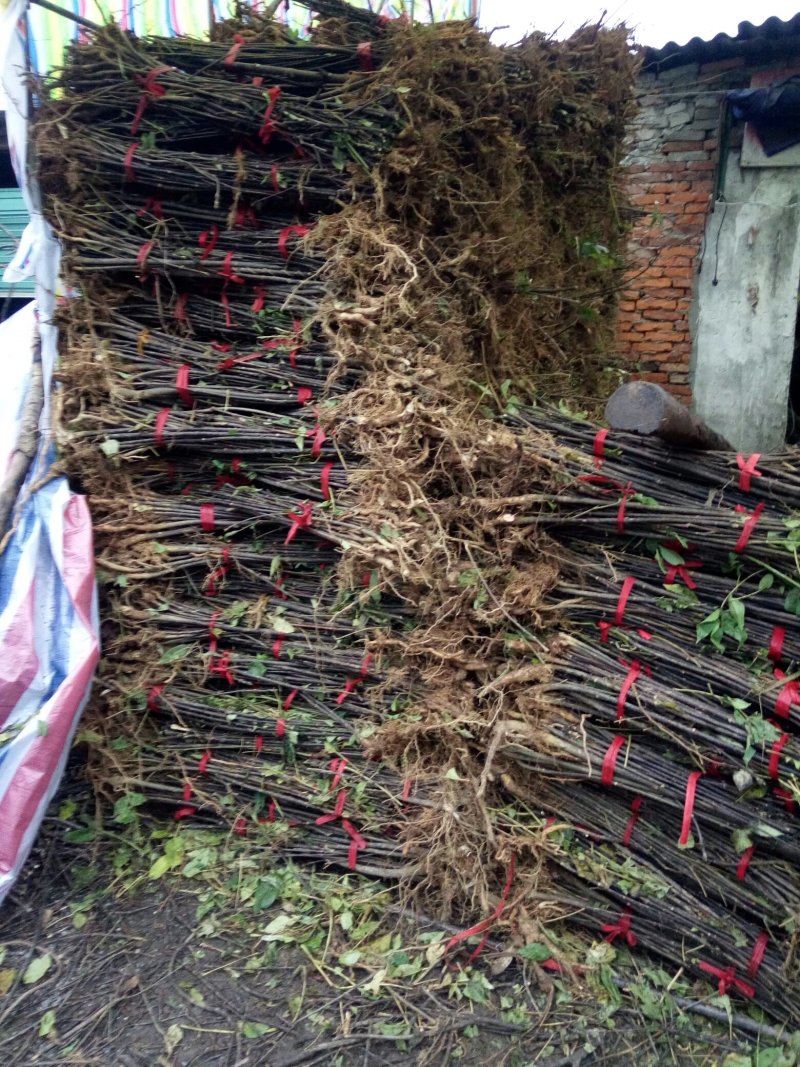 纯中花基地移栽中吴茱萸苗