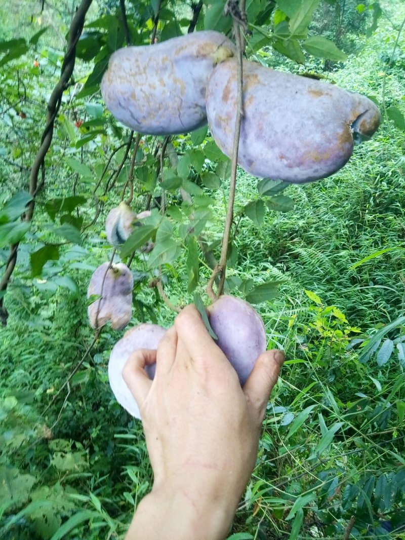 野生八月瓜（预知子）