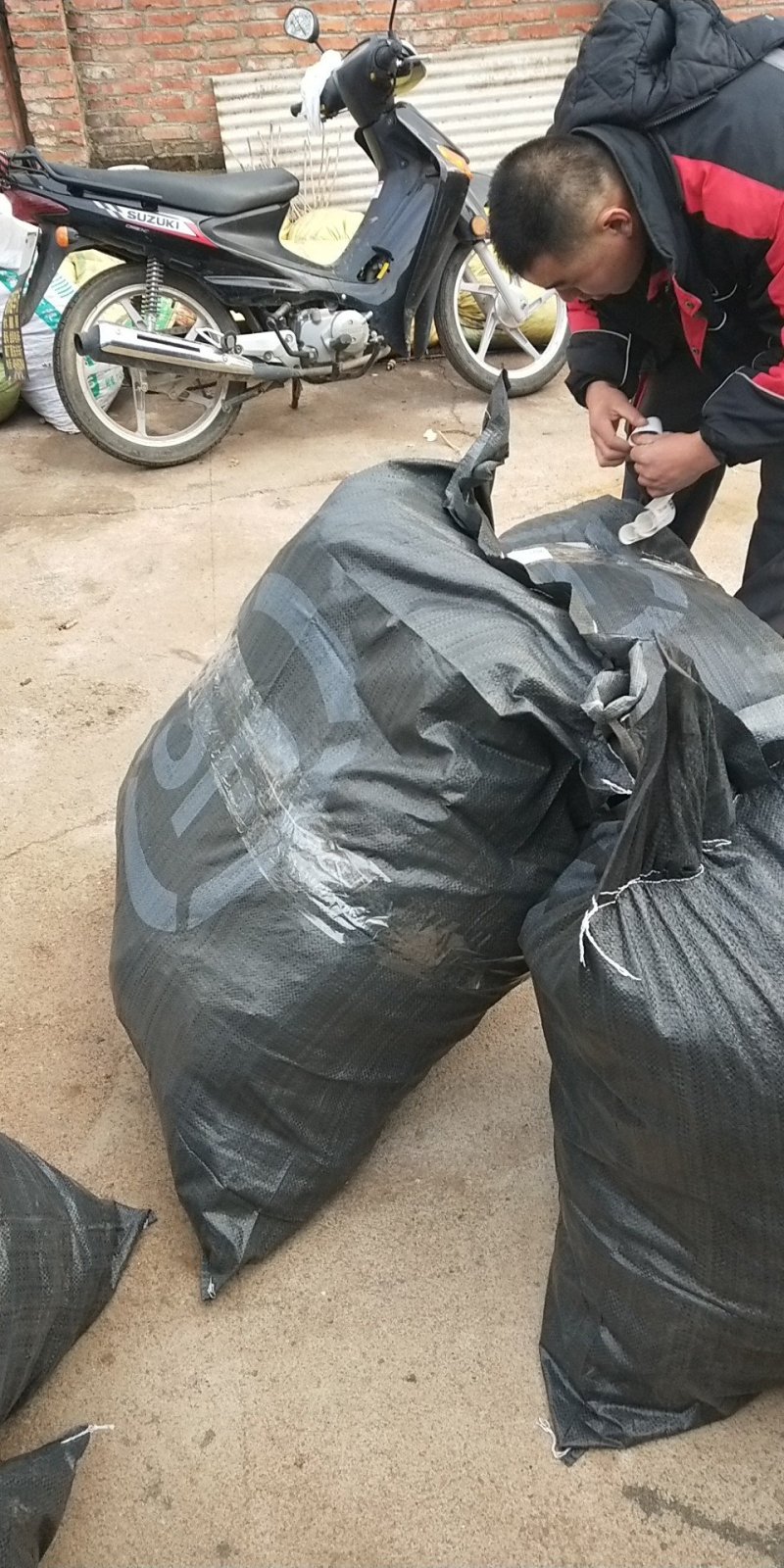 出售软枣猕猴桃苗，软枣子种子，软枣实生苗，