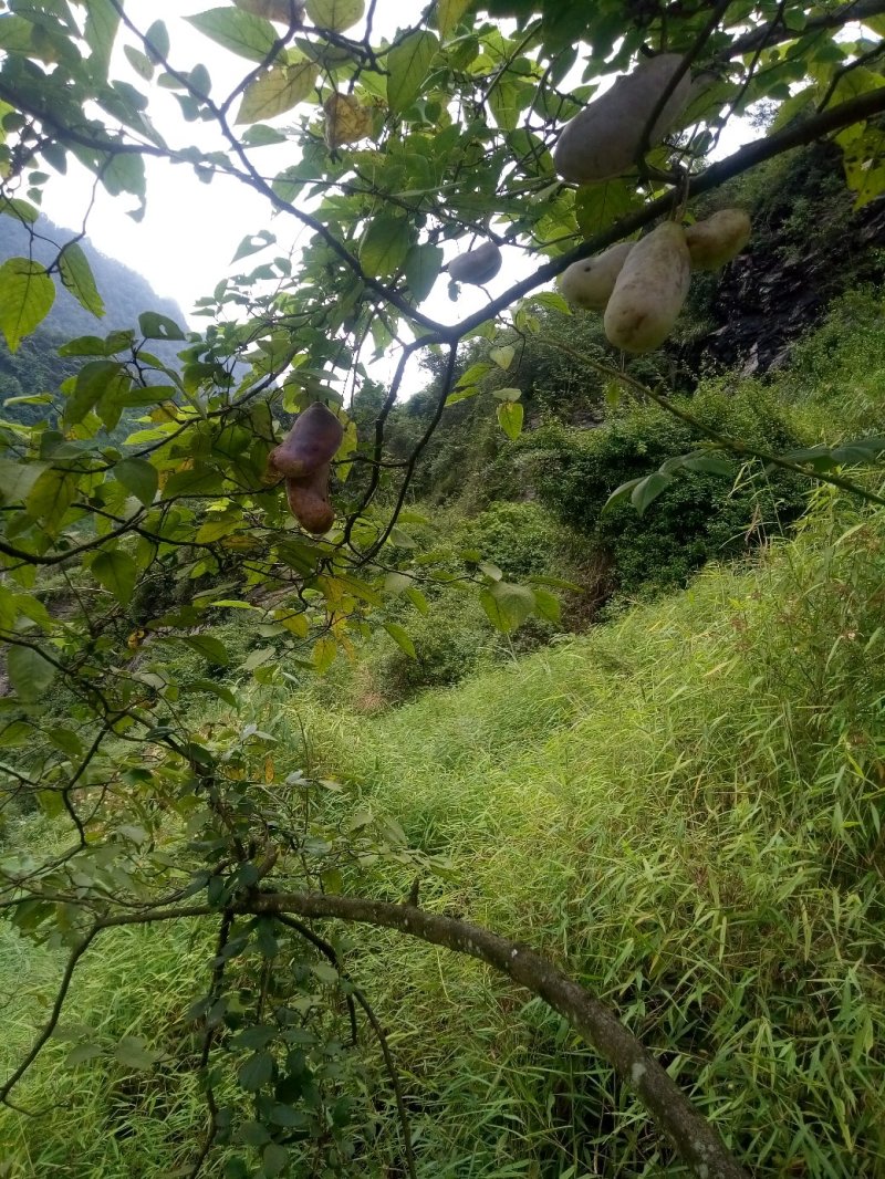 野生八月瓜（预知子）