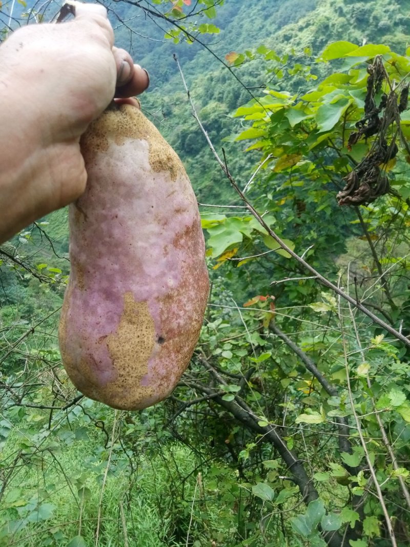 野生八月瓜（预知子）