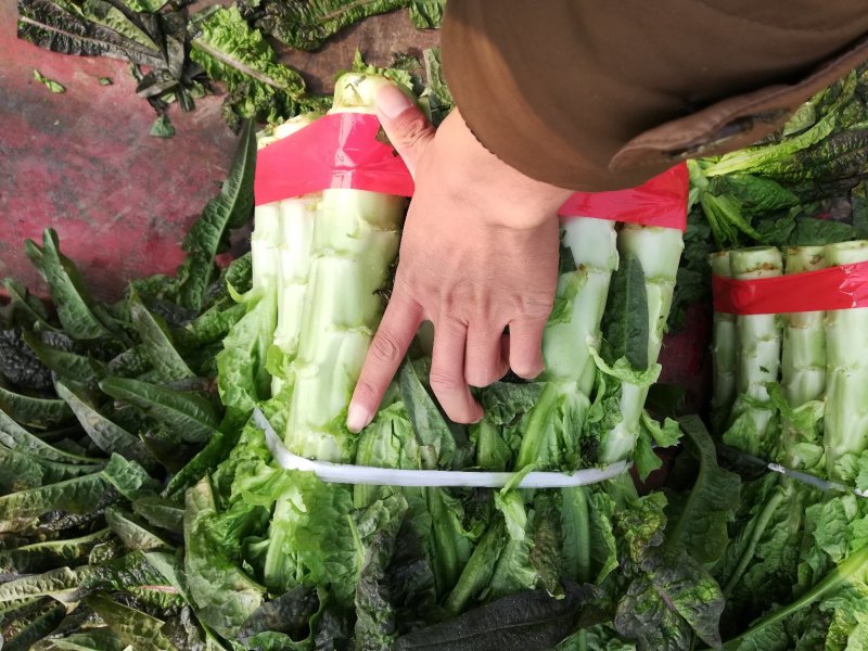 莴笋大量上市中支持产地看货