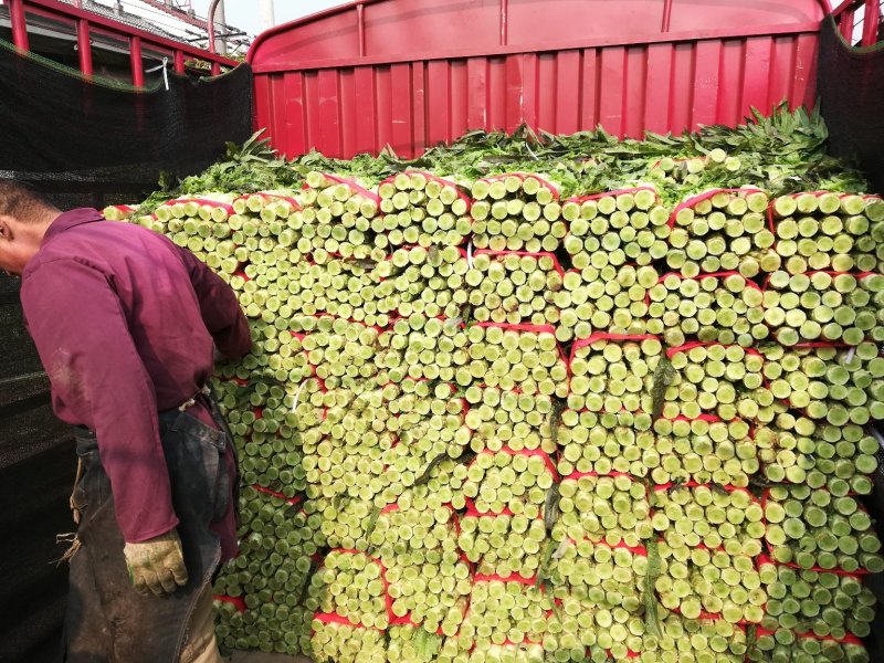 莴笋大量上市中支持产地看货