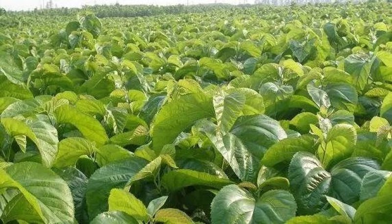 桑树苗、有育711、强桑、农桑、果桑、蛋白桑、饲料桑、