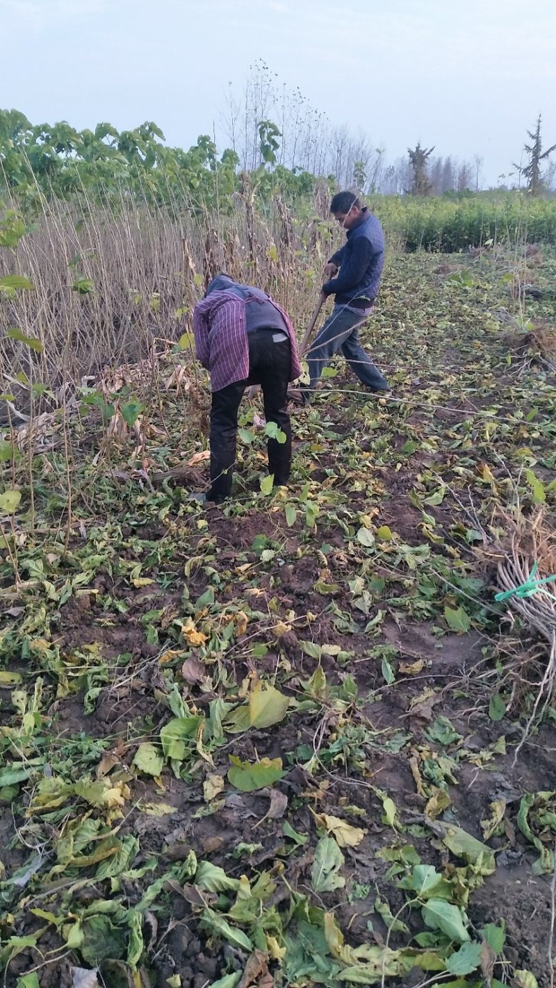 桑树苗、有育711、强桑、农桑、果桑、蛋白桑、饲料桑、