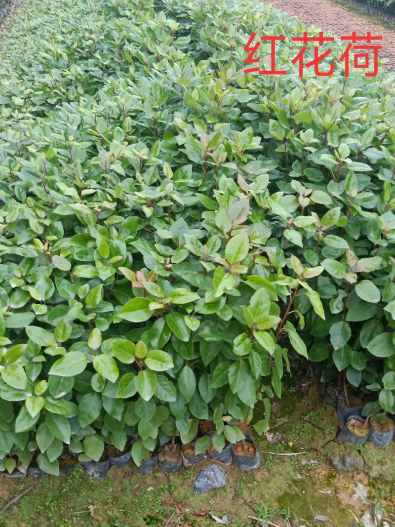 红花荷苗