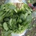 优质波菜