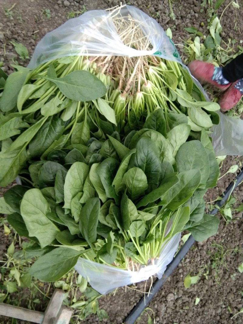 优质波菜