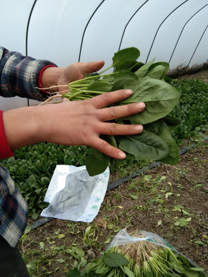 优质波菜