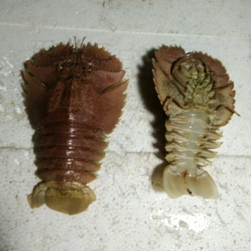琵琶虾