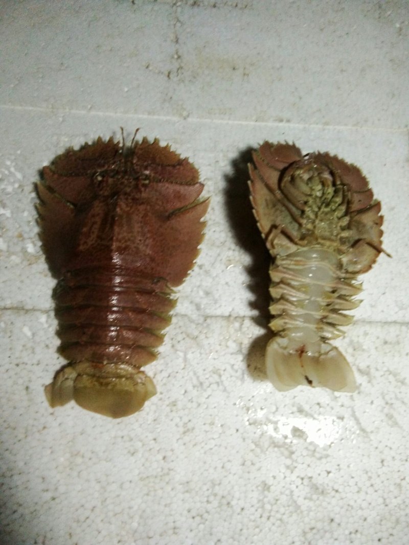 琵琶虾