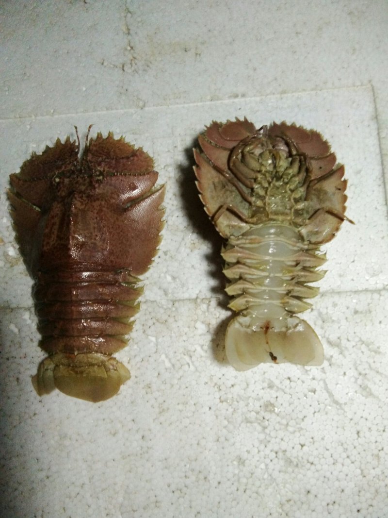 琵琶虾