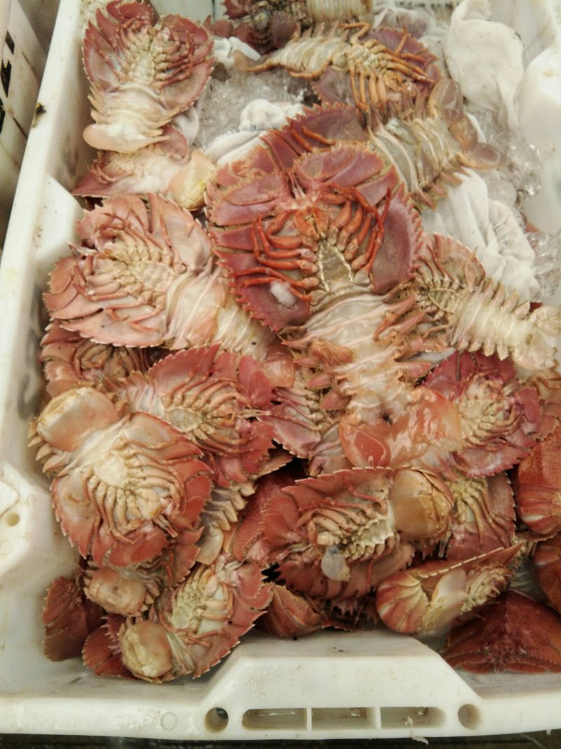 琵琶虾