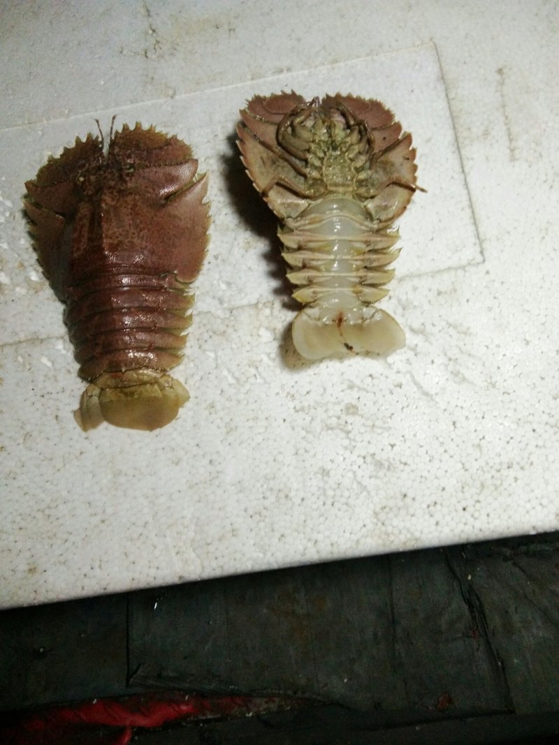 琵琶虾
