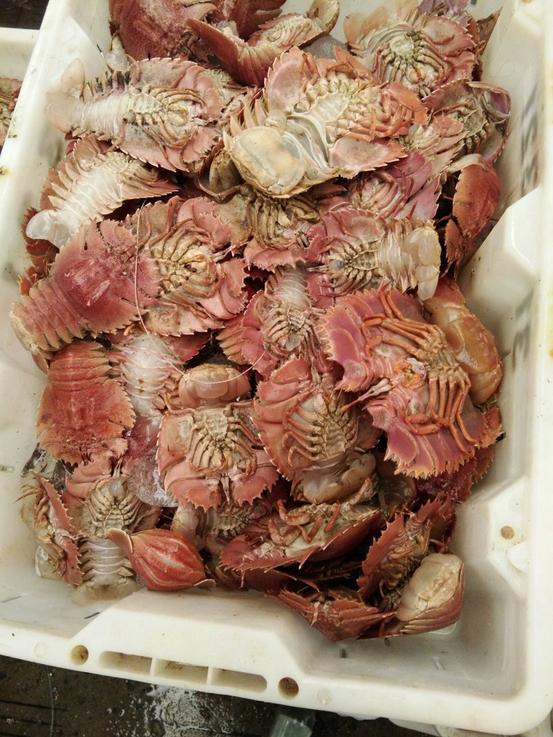琵琶虾