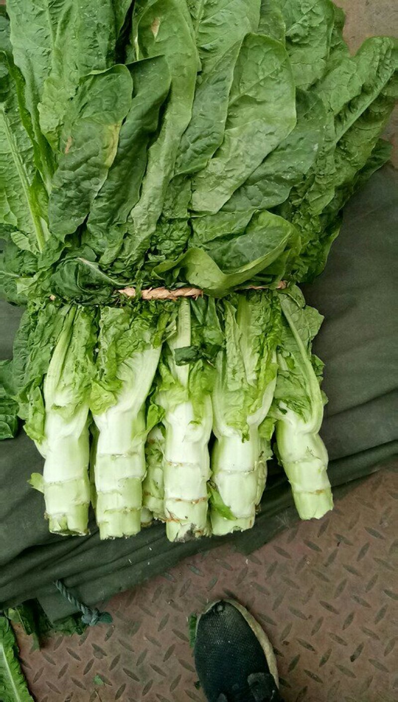 精品竹筒青竹筒青开始大量上市