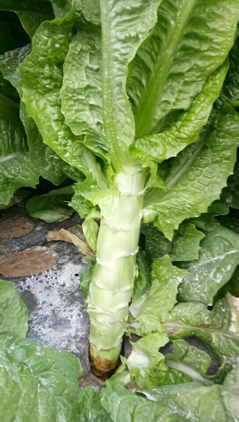 精品竹筒青竹筒青开始大量上市