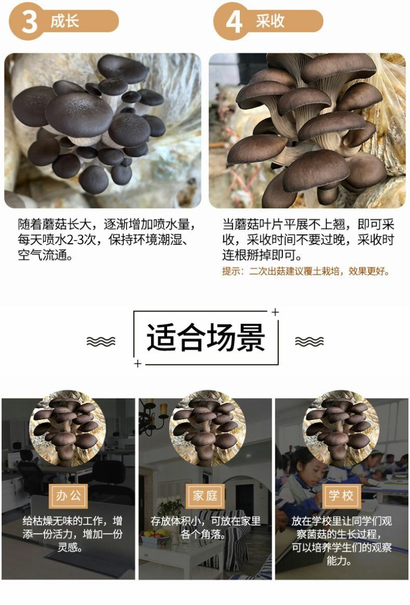 蘑菇菌包