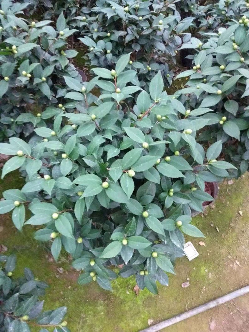 烈焰香茶花盆栽浓香型带花包发货易养