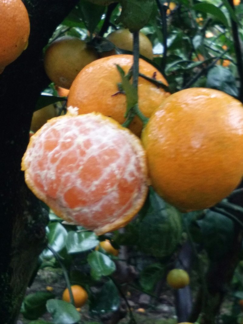 密桔，味甜