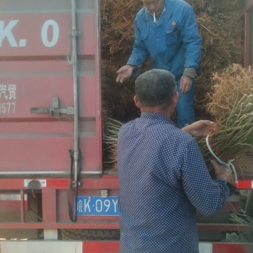 桑树苗、育711、强桑、农桑、蛋白桑、杂交桑、饲料桑