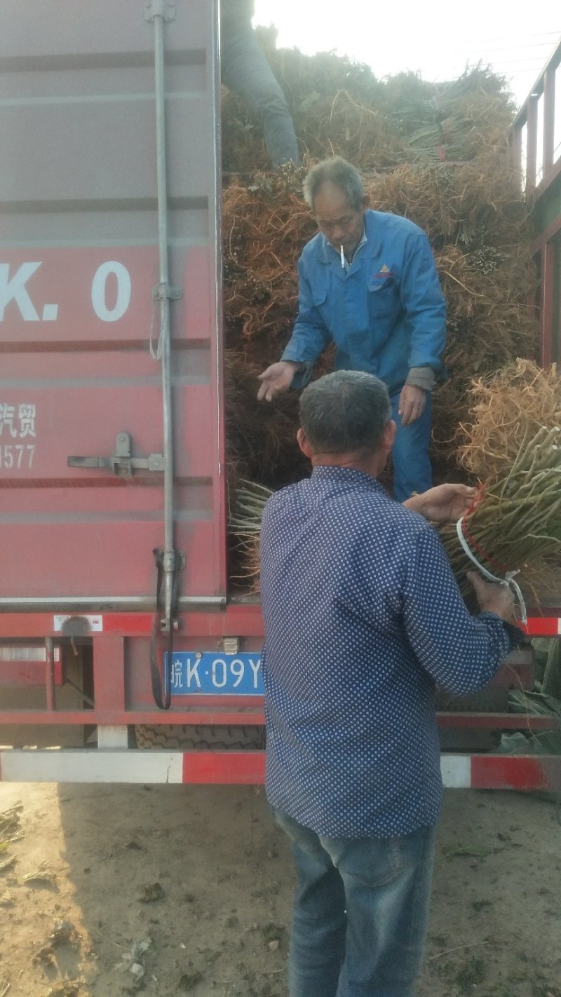 桑树苗、育711、强桑、农桑、蛋白桑、杂交桑、饲料桑