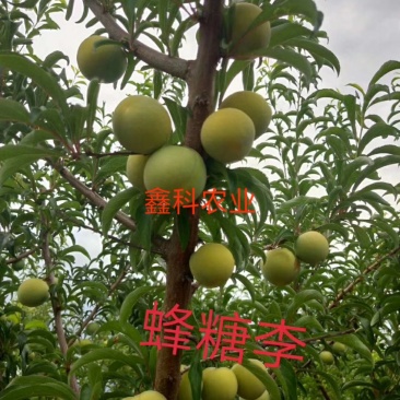 苗圃现挖，蜂糖李子苗，品种纯正包邮，包成活，死苗补发