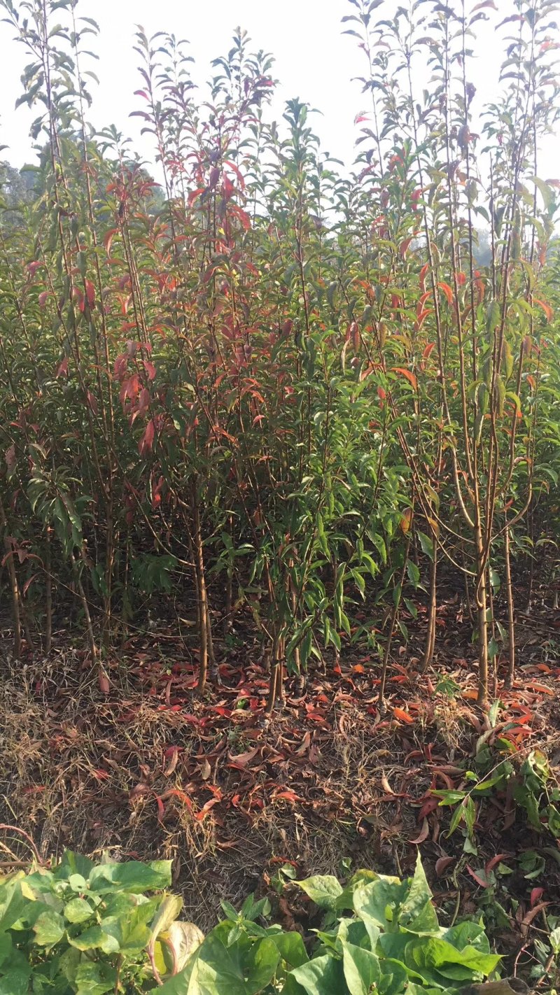 苗圃现挖，蜂糖李子苗，品种纯正包邮，包成活，死苗补发