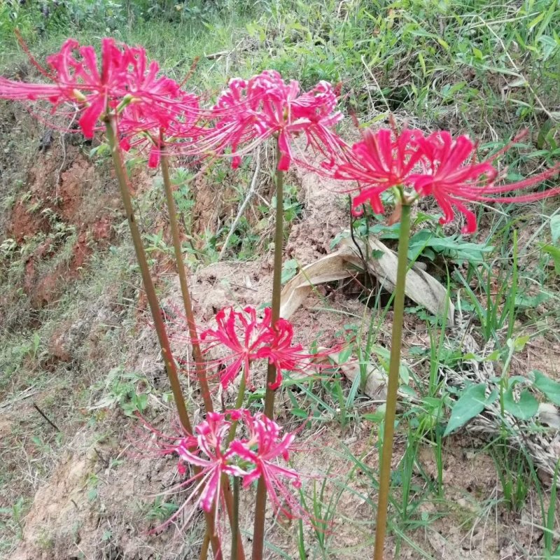 石蒜，彼岸花