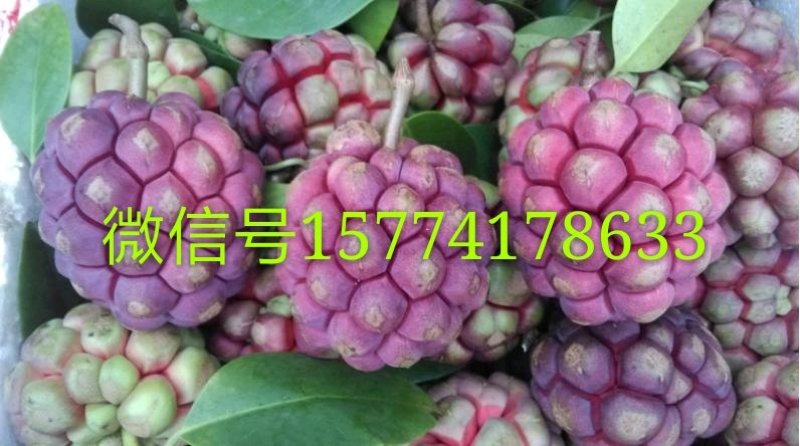 布福娜