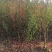 苗圃现挖李子苗，五月脆，蜂糖李，半边红，包邮包技术，死苗补发