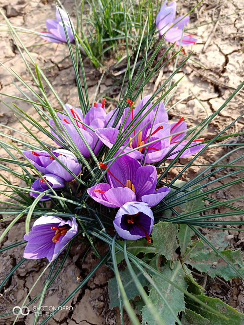 藏红花花丝