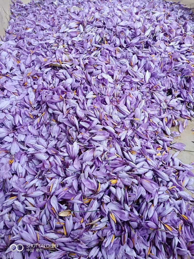 藏红花花丝