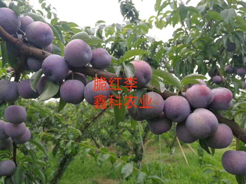 李子苗，脆红李基地直供，包邮，包成活，包技术。死苗补发。