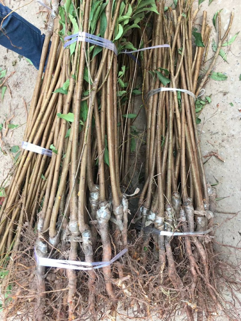 李子苗，脆红李基地直供，包邮，包成活，包技术。死苗补发。