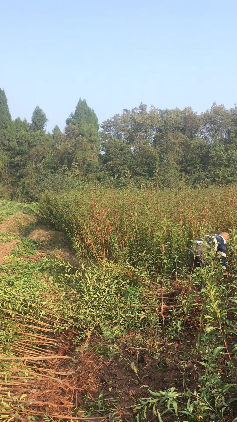 李子苗，脆红李基地直供，包邮，包成活，包技术。死苗补发。