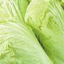 白菜，新品种，黄心菜5-8斤