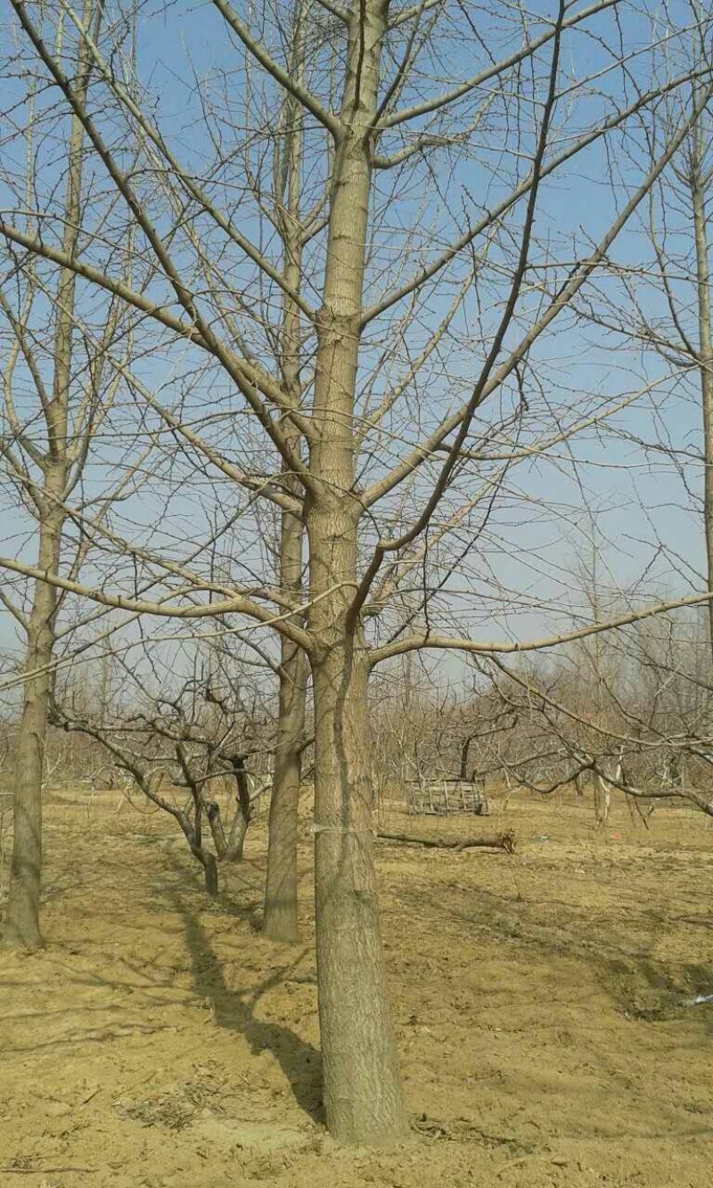 银杏树，2---30公分各规格质量好，价格便宜。
