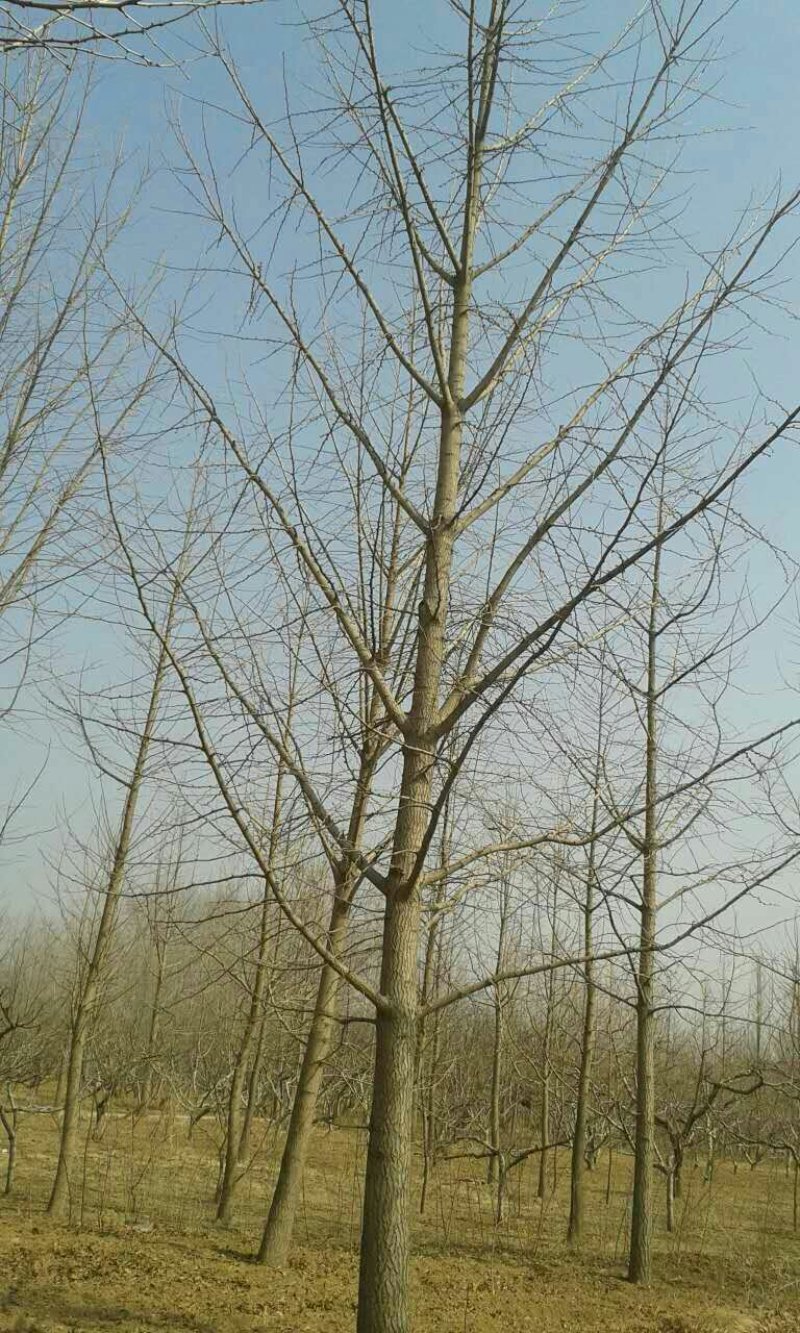 银杏树，2---30公分各规格质量好，价格便宜。