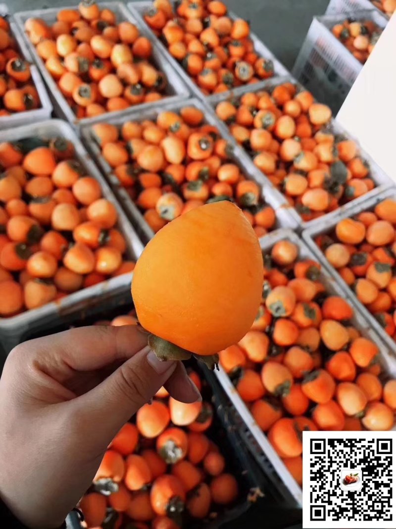 2018新鲜陕西特产富平特级柿饼